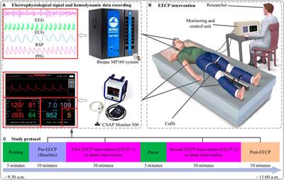 Enhanced external counterpulsation modulates the heartbeat evoked potential